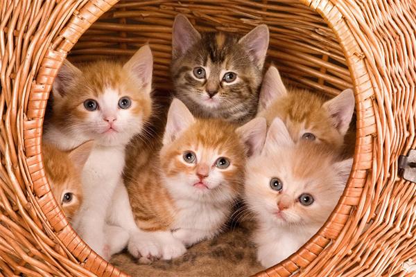 长期笼养猫咪会怎么样？ - 新生家伴