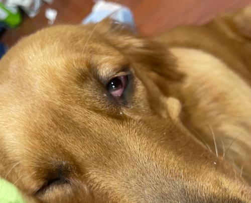 狗狗眼部发红疾病（了解狗狗眼部发红的常见疾病及其处理方法）(图1)