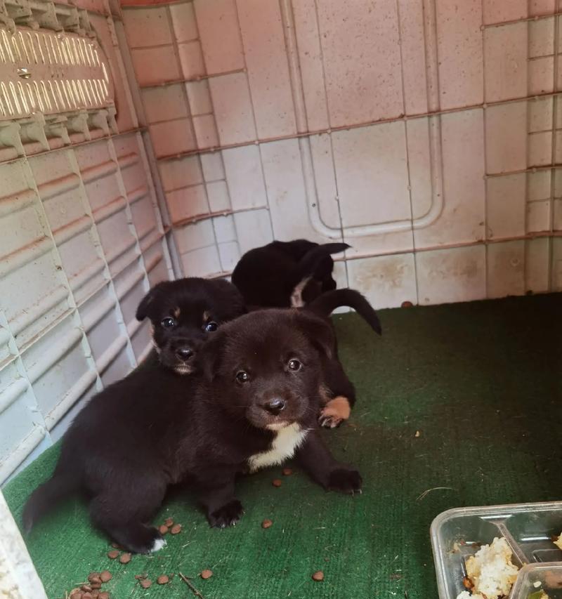 狗的第一胎隔多久生一次?(探寻狗生育周期的奥秘)(图1) 狗的第一胎隔多久生一次?(探寻狗生育周期的奥秘)(图1)