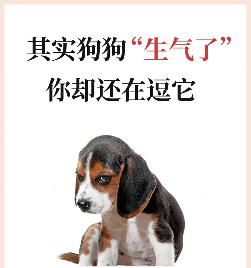 养一只狗狗的花费（了解养狗所需花费及是否能承受得住）(图2)