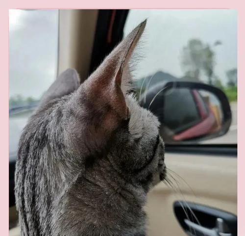 如何让猫出行较远的地方?(探索猫咪出行方式,让猫咪安全舒适地旅行)(图3) 如何让猫出行较远的地方?(探索猫咪出行方式,让猫咪安全舒适地旅行)(图3)