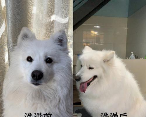 宠物狗生小狗多久后能洗澡的时机与注意事项（如何科学合理地为新生小狗洗澡以及洗澡前后的护理）(图4)