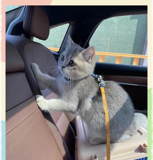 如何让猫出行较远的地方?(探索猫咪出行方式,让猫咪安全舒适地旅行)(图2) 如何让猫出行较远的地方?(探索猫咪出行方式,让猫咪安全舒适地旅行)(图2)