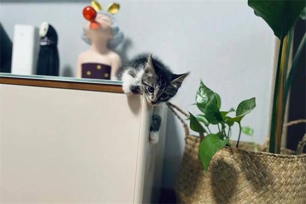 散养猫咪的优缺点 - 新生家伴