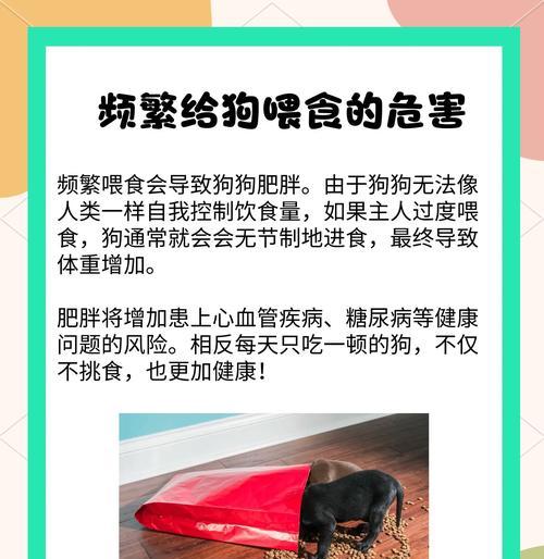 狗狗消化系统的特性（探究宠物狗的饮食规律及消化过程）(图2)