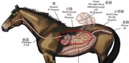 狗狗消化系统的特性（探究宠物狗的饮食规律及消化过程）(图3)