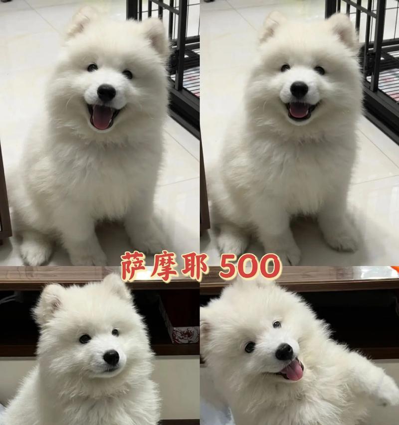 5个月萨摩耶饮食全攻略（如何为你的萨摩耶提供营养均衡的饮食）(图2)