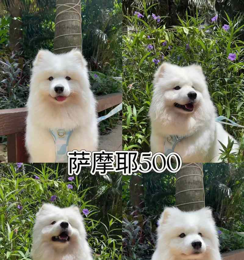 5个月萨摩耶饮食全攻略（如何为你的萨摩耶提供营养均衡的饮食）(图3)