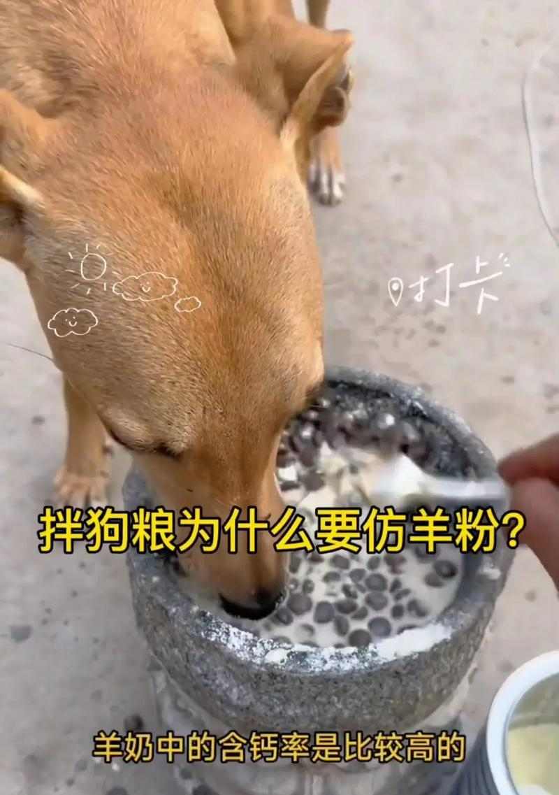 如何让你的宠物格力犬毛发更加发亮（全面指导宠物主人如何选食、清洁和调养，让宠物犬毛发更加光亮）(图2)