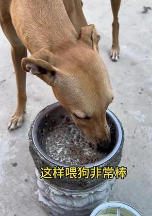 如何让你的宠物格力犬毛发更加发亮（全面指导宠物主人如何选食、清洁和调养，让宠物犬毛发更加光亮）(图3)