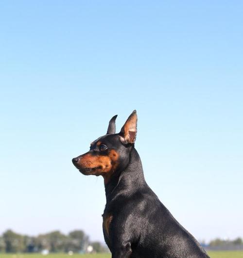 如何让你的宠物格力犬毛发更加发亮（全面指导宠物主人如何选食、清洁和调养，让宠物犬毛发更加光亮）(图1)