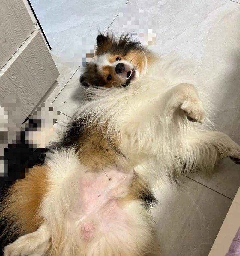 喜乐蒂的性格特点剖析（从宠物的角度看喜乐蒂的性格特点）(图1)