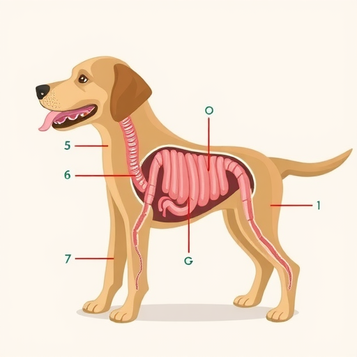 狗狗消化系统的特性（探究宠物狗的饮食规律及消化过程）(图4)