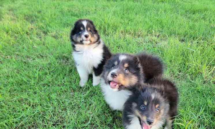 喜乐蒂的性格特点剖析（从宠物的角度看喜乐蒂的性格特点）(图2)