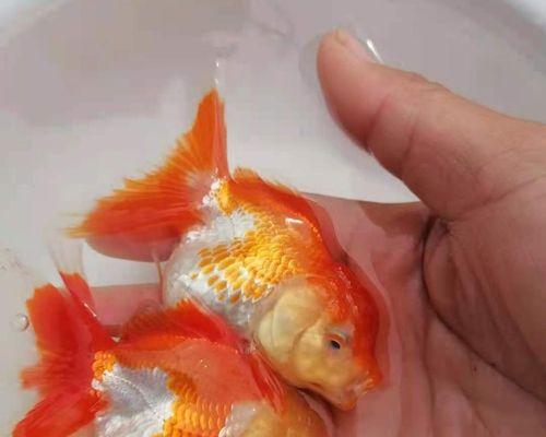 元宝红饲养全攻略——让你养出健康美丽的元宝红（从选购到养护，一步步教你打造完美元宝红水族箱）(图1)