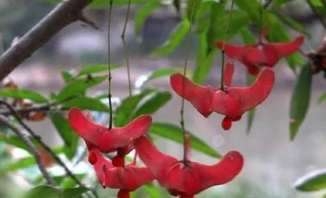 元宝红饲养全攻略——让你养出健康美丽的元宝红（从选购到养护，一步步教你打造完美元宝红水族箱）(图2)