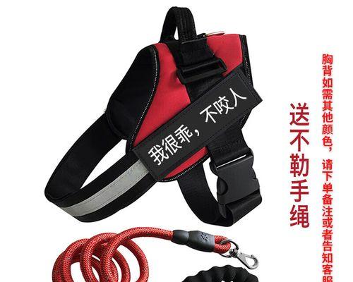 遛狗指南——带金毛出门须知（关爱宠物，从每一次遛狗开始）(图1)