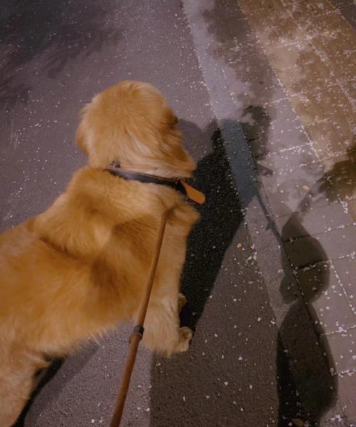 遛狗指南——带金毛出门须知（关爱宠物，从每一次遛狗开始）(图2)