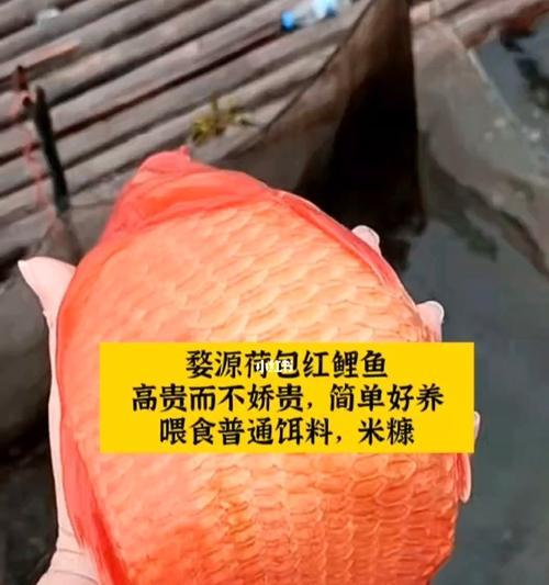 元宝红饲养全攻略——让你养出健康美丽的元宝红（从选购到养护，一步步教你打造完美元宝红水族箱）(图3)