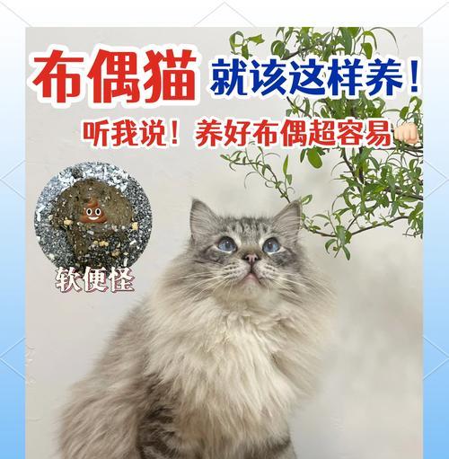 探秘missmiao布偶猫舍（布偶猫的天堂，领养你的毛茸伙伴）(图2)