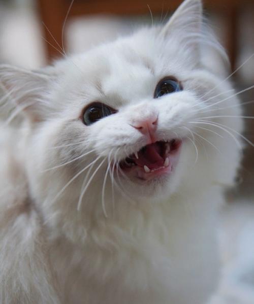 探秘missmiao布偶猫舍（布偶猫的天堂，领养你的毛茸伙伴）(图1)