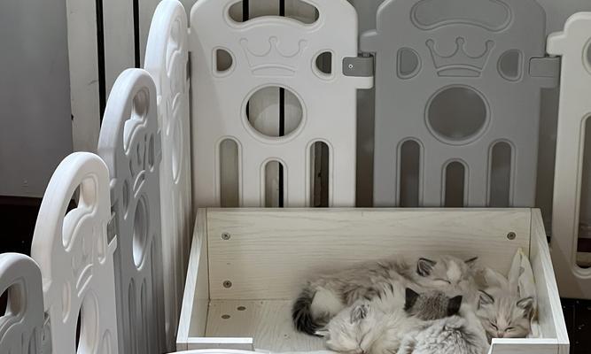 探秘missmiao布偶猫舍（布偶猫的天堂，领养你的毛茸伙伴）(图3)