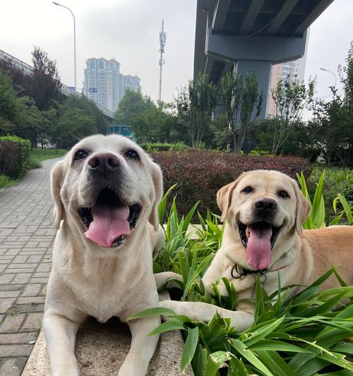 如何判断狗狗的天数？（掌握这些方法，让你不再为狗狗的年龄而烦恼）(图1)