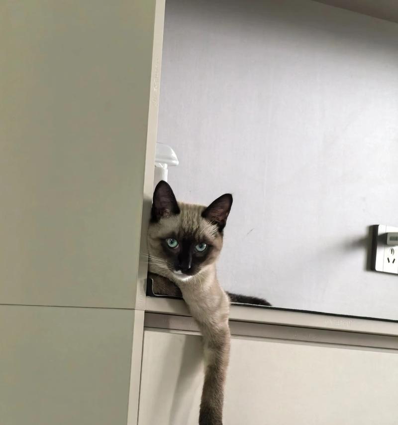 暹罗猫为何看起来越来越黑？（深入探究暹罗猫的毛色变化与基因遗传）(图1)