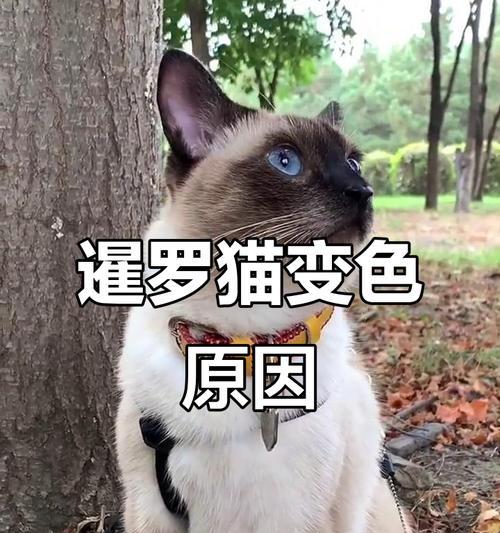 暹罗猫为何看起来越来越黑？（深入探究暹罗猫的毛色变化与基因遗传）(图3)