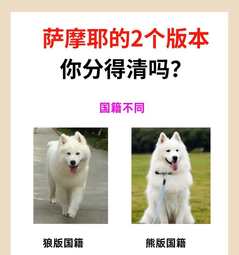 5个月萨摩耶饮食全攻略（如何为你的萨摩耶提供营养均衡的饮食）(图1)