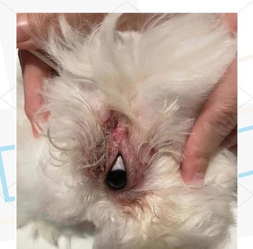 小狗为什么容易长螨虫？（探究小狗身上螨虫的原因和解决方法）(图3)