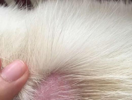 小狗为什么容易长螨虫？（探究小狗身上螨虫的原因和解决方法）(图2)