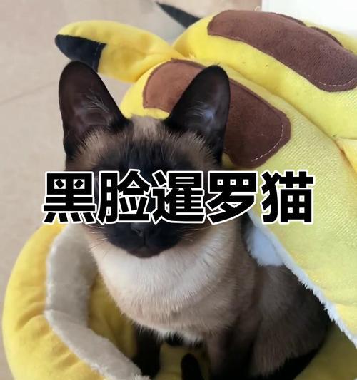 暹罗猫为何看起来越来越黑？（深入探究暹罗猫的毛色变化与基因遗传）(图2)