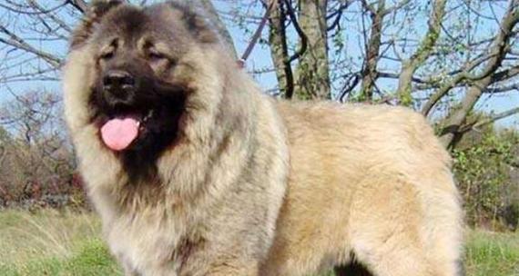 打造服从性高的高加索犬（以宠物为主的训练要点和技巧）(图3)