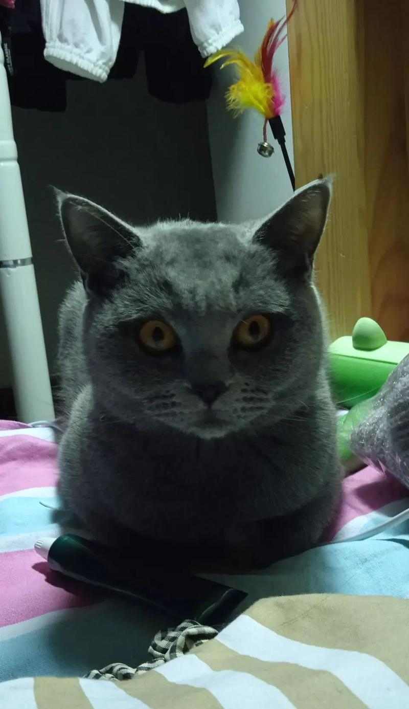 小猫不爱玩很粘人的原因与解决方法（打破“猫不爱玩”的迷思，让小猫喜欢上玩耍）(图1)