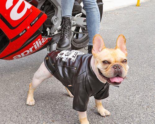 解决法国斗牛犬掉毛问题的终极指南（掌握正确护理方法，让您的犬儒重拾健康光泽）(图3)