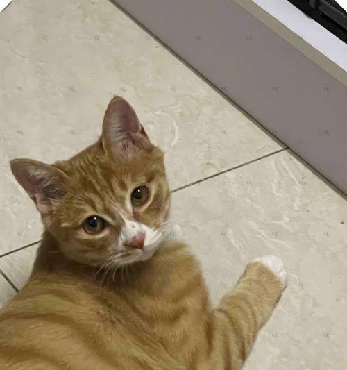 小猫不爱玩很粘人的原因与解决方法（打破“猫不爱玩”的迷思，让小猫喜欢上玩耍）(图2)