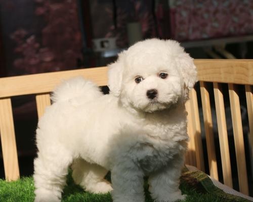 小狗打完疫苗后为何没力气？（小狗接种疫苗后的不适症状及应对方法）(图3)