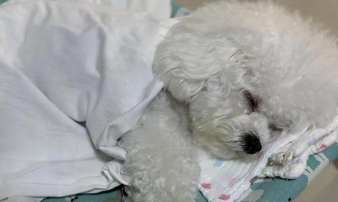 小狗打完疫苗后为何没力气？（小狗接种疫苗后的不适症状及应对方法）(图1)