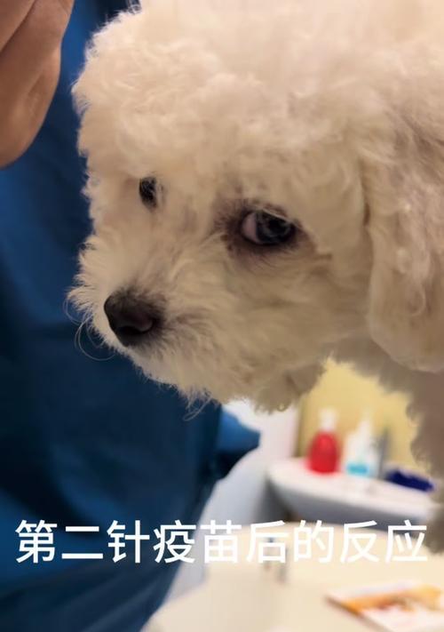 小狗打完疫苗后为何没力气？（小狗接种疫苗后的不适症状及应对方法）(图2)