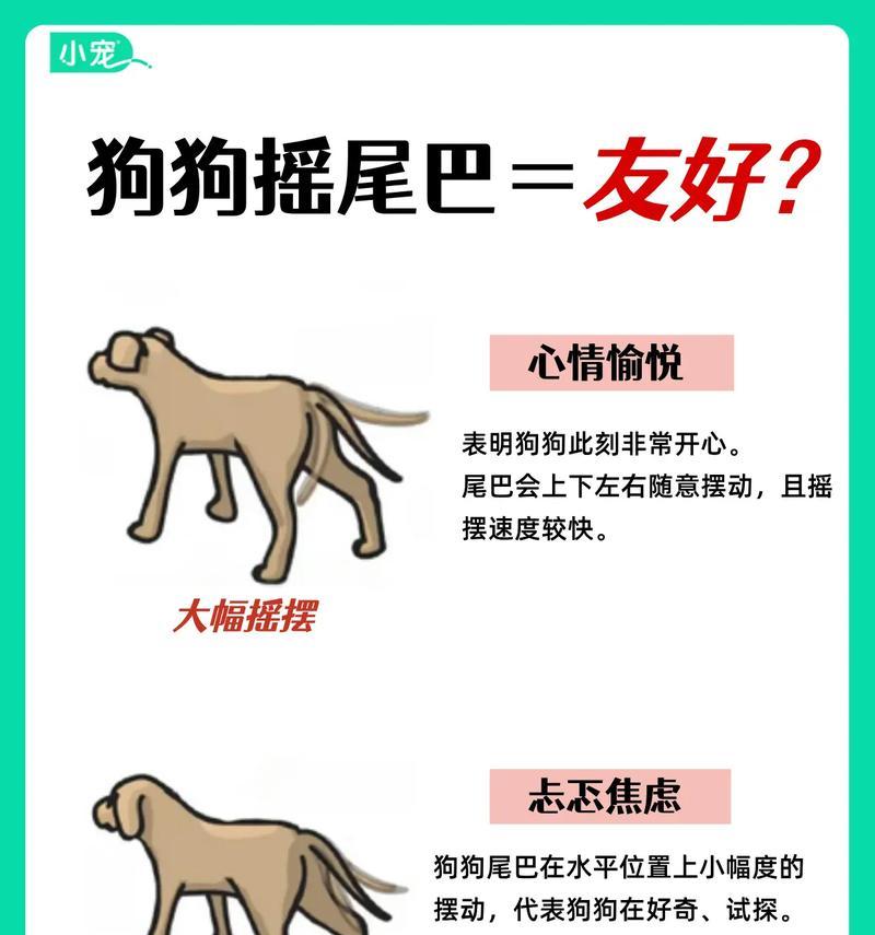 狗尾巴的功能与意义（揭秘狗狗语言中尾巴的秘密，探究狗尾巴与狗的情绪联系）(图2)