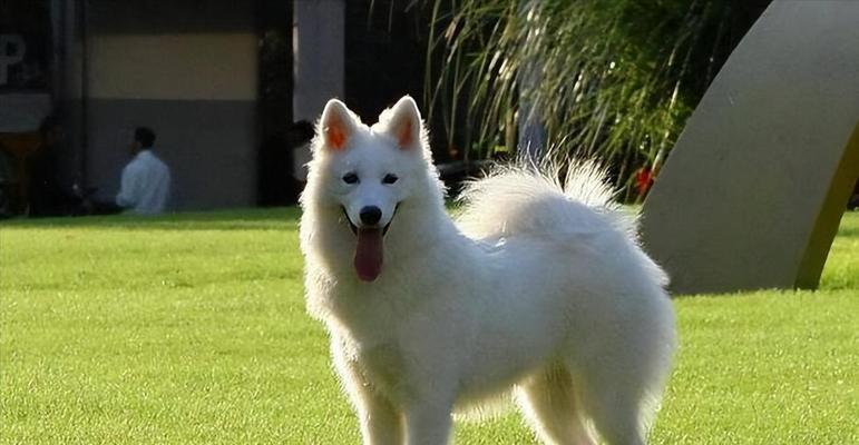 如何为你的萨摩耶增肥？（萨摩耶增肥饮食指南，让你的宠物更健康。）(图3)