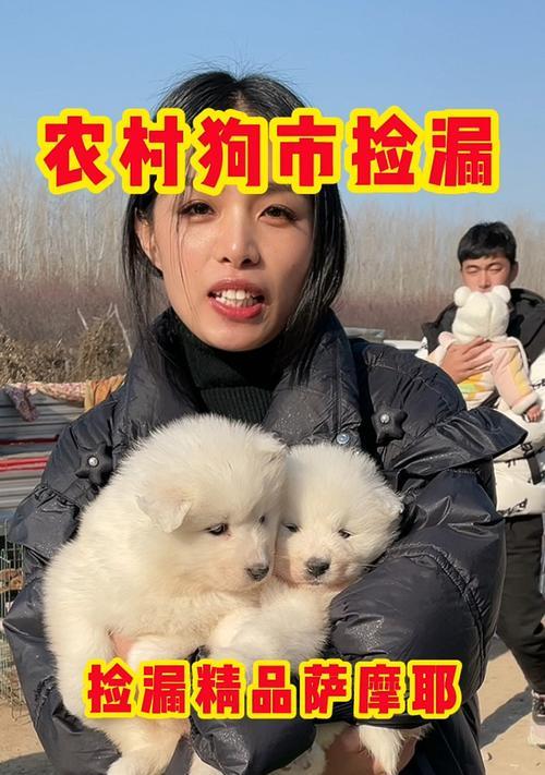 如何为你的萨摩耶增肥？（萨摩耶增肥饮食指南，让你的宠物更健康。）(图2)