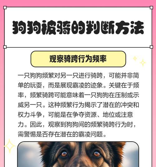 如何判断狗狗的攻击性？（以宠物为主，提高主人的安全意识）(图1)