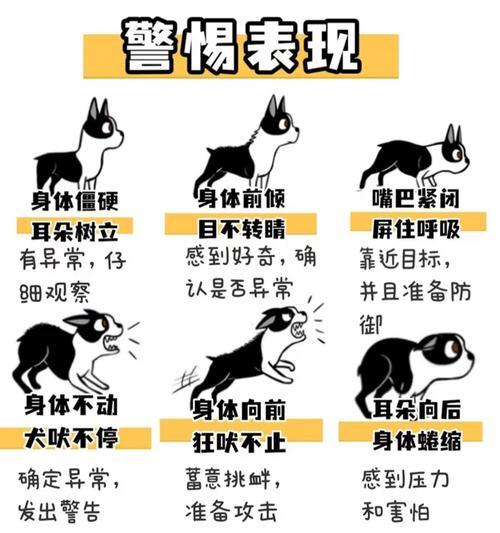 如何判断狗狗的攻击性？（以宠物为主，提高主人的安全意识）(图2)