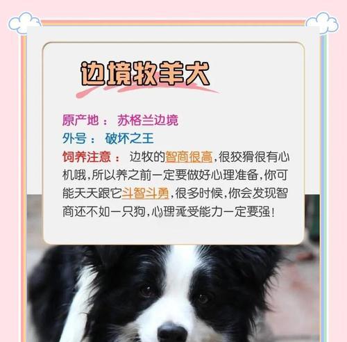 如何判断狗狗的攻击性？（以宠物为主，提高主人的安全意识）(图3)