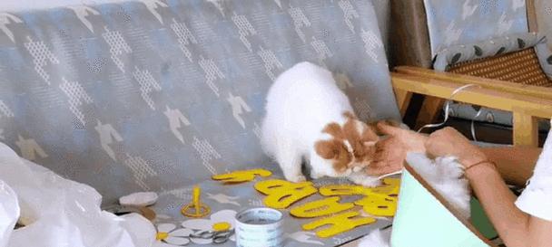 猫咪生日，主人的陪伴（一只猫咪的生日，背后的故事）(图3)