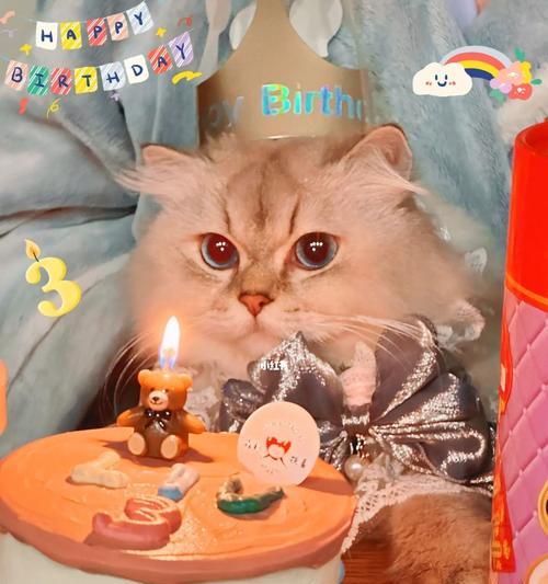 猫咪生日，主人的陪伴（一只猫咪的生日，背后的故事）(图1)