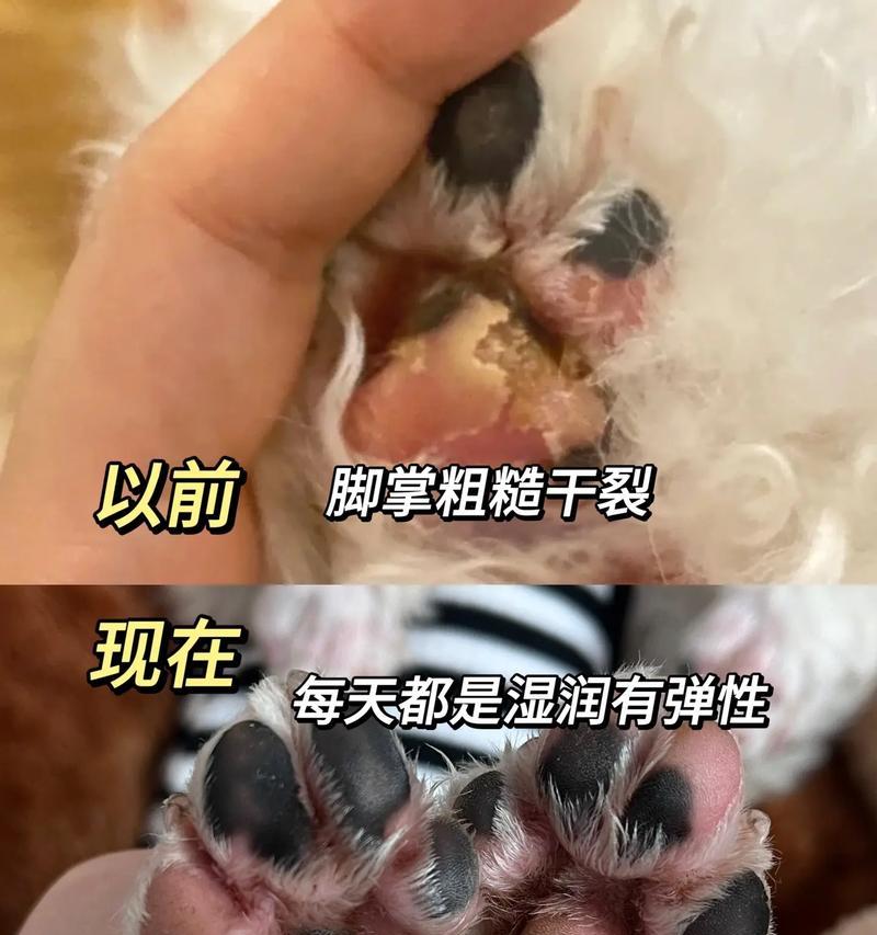 狗的脚垫受伤（探究狗脚垫受伤康复的时程和关键因素）(图1)