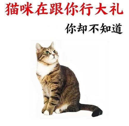 如何赢得猫咪的信任（建立与猫咪的深度连接，让它们成为你的好朋友）(图2)